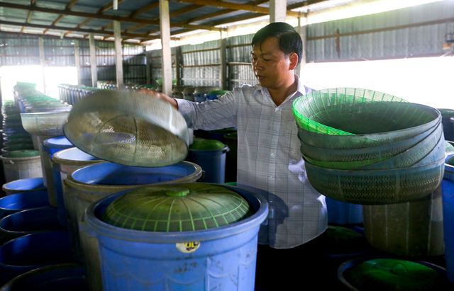 Trang trại của anh Tùng rộng 400m2 với khoảng 1.000 xô nhựa nuôi dế.