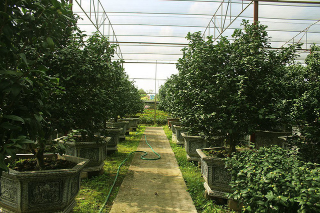 
Vườn trà cổ quý hiếm gần 200 gốc bán Tết của anh Biên.
