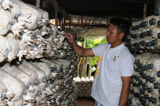 Anh Hồ Xuân Phước hiện đang có mô hình trồng nấm mang lại hiệu quả kinh tế cao.