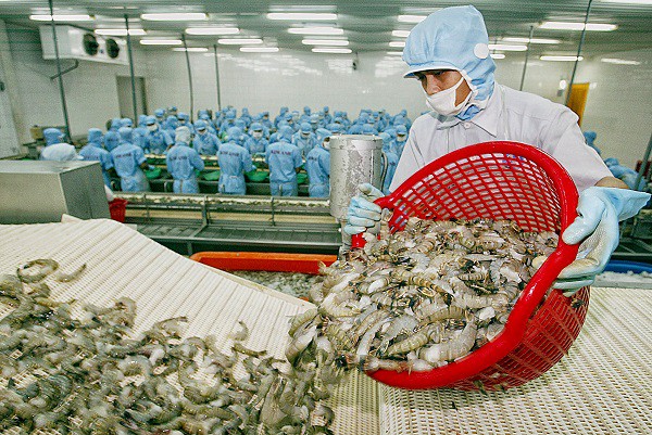 EU đang là thị trường xuất khẩu chủ lực của ngành tôm Việt Nam (ảnh minh hoạ)
