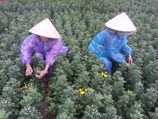 Gia đình bà Nguyễn Thị Hai cố gắng chăm sóc những cây hoa cúc còn lại