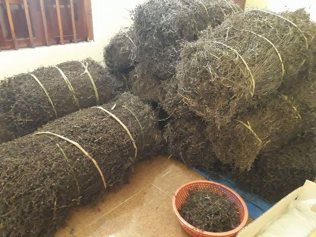 Thạch đen khô, nguyên liệu thô của Lạng Sơn đang bị cấm xuất vào Trung Quốc do nước này sử dụng các biện pháp phi thuế quan, kiểm dịch động thực vật.