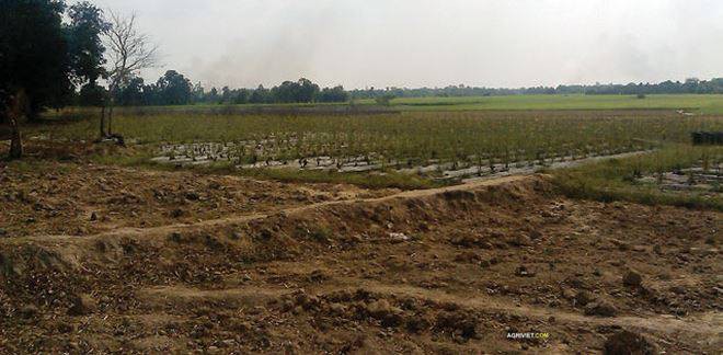 Bắc Ninh xin chuyển mục đích sử dụng gần 81 ha đất trồng lúa để thực hiện dự án BT