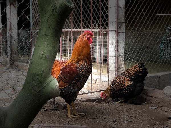 Đại gia Đài Loan sang Việt Nam: Bỏ 70 triệu đồng mua 6 con gà khổng lồ ăn Tết - Ảnh 1.