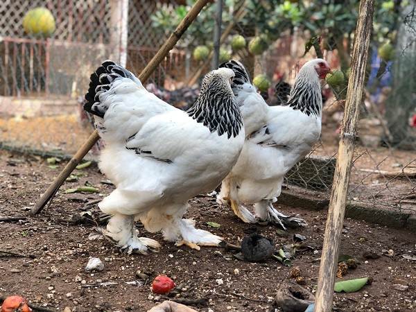 Đại gia Đài Loan sang Việt Nam: Bỏ 70 triệu đồng mua 6 con gà khổng lồ ăn Tết - Ảnh 2.