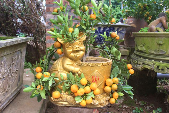 Chậu heo vàng "ôm" quất bonsai độc đáo dành riêng cho Tết Kỷ Hợi 2019.