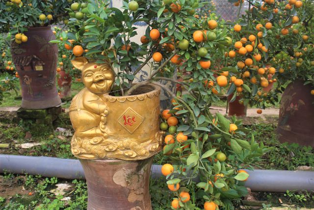 Quất bonsai trong chậu heo vàng có đủ quả chín, quả xanh, lộc và hoa.