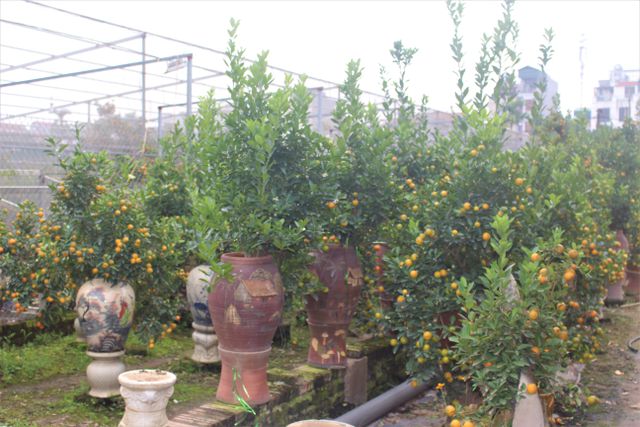 Ngoài ra, tại làng quất Tứ Liên cũng có loại quất bonsai trồng trong bình gốm.