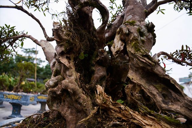                           Độc lạ cây đỗ quyên 400 năm tuổi, được quát giá gần 1 tỉ đồng tại Hà Nội    - 6