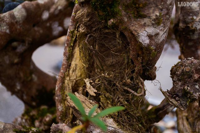                            Độc lạ cây đỗ quyên 400 năm tuổi, được quát giá gần 1 tỉ đồng tại Hà Nội    - 8