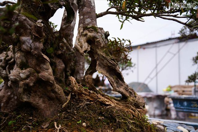                            Độc lạ cây đỗ quyên 400 năm tuổi, được quát giá gần 1 tỉ đồng tại Hà Nội    - 9