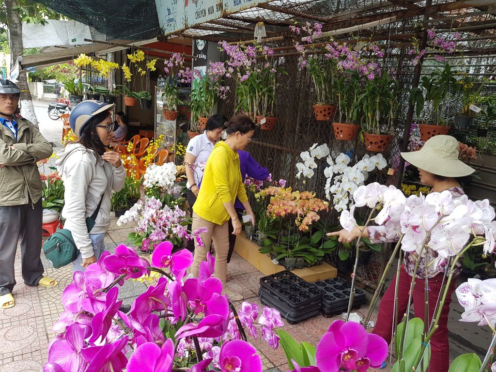 Lan hồ điệp khoe sắc rực rỡ, giá tiền triệu hút khách ở phố biển Nha Trang