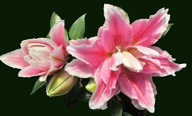 Hoa ly cánh kép có màu sắc đẹp, thơm, lâu tàn, được nhiều người ưa thích bởi vẻ quyến rũ, kiêu sa của nó.