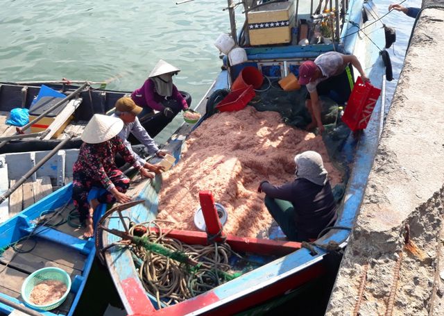 Ngư dân Bình Định trúng lớn “lộc biển”, kiếm tiền triệu chỉ vài giờ - 2