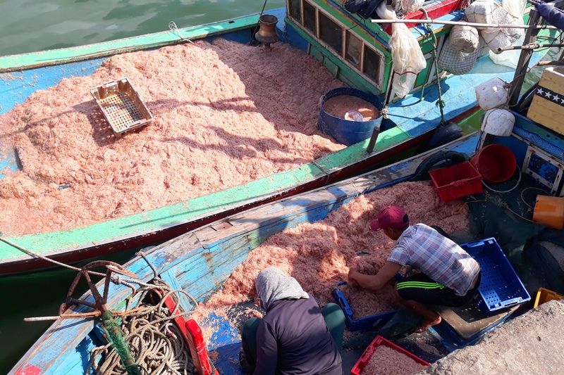 Ngư dân Bình Định trúng lớn “lộc biển”, kiếm tiền triệu chỉ vài giờ