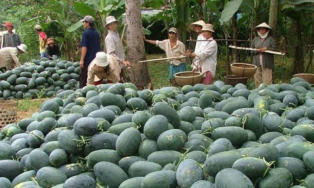 Cảnh báo mới từ Trung Quốc: Tự trồng dưa hấu quy mô lớn - 1