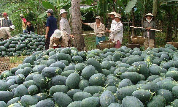 Cảnh báo mới từ Trung Quốc: Tự trồng dưa hấu quy mô lớn
