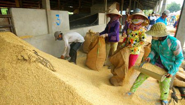 Cứu giá lúa giảm, Thủ tướng yêu cầu mua sớm 200.000 tấn gạo dự trữ
