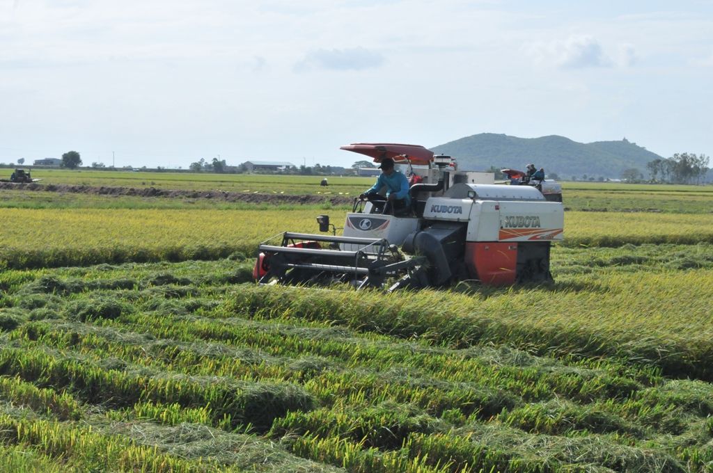 Giá lúa giảm, nhiều tỉnh miền Tây kêu gọi DN mua lúa cho nông dân
