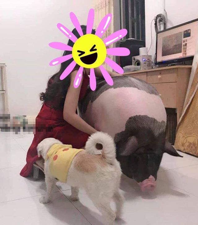 Boss lợn Trung Quốc 1,5 triệu đồng/kg: Cô sen Hà thành xịt nước hoa, dắt dạo phố - 5