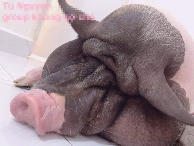 Boss lợn Trung Quốc 1,5 triệu đồng/kg: Cô sen Hà thành xịt nước hoa, dắt dạo phố - 6