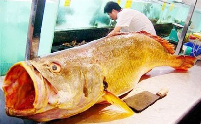 “Soi” những con cá đắt nhất thế giới, cá ngừ đứng đầu giá 71 tỷ/ con - 5
