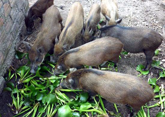 Quy định 'lạ đời' mới ra: Bèo tây, rau chuối… không được cho lợn ăn
