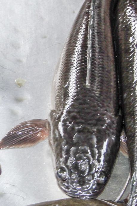 Chuyện lạ Vĩnh Long: Cá lóc 