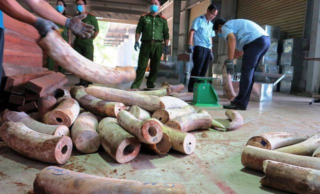 Doanh nghiệp từ chối nhận lô hàng hơn 9 tấn ngà voi giả danh đồ gỗ từ Singapore - 2