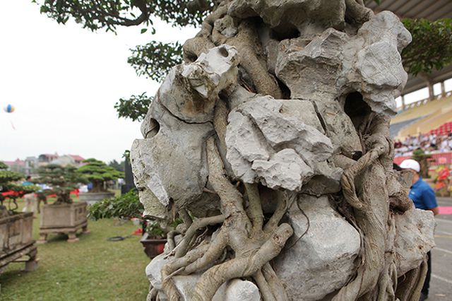 Kiệt tác sanh cổ “thác đổ ngồi đá” hiếm có của đại gia Phú Thọ - 11