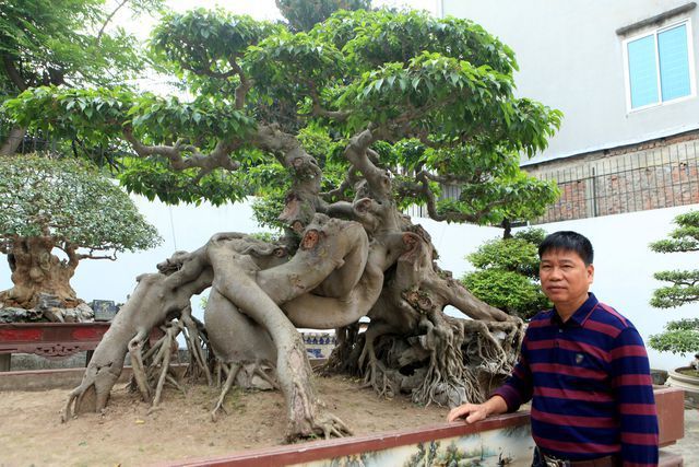 Choáng ngợp những vườn cây triệu đô độc nhất, vô nhị của đại gia Việt - 3