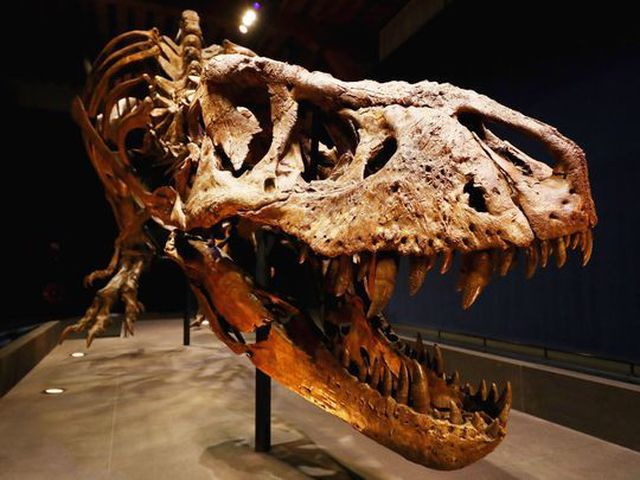 Công khai rao bán hóa thạch khủng long độc nhất thế giới giá gần 70 tỷ đồng - 1