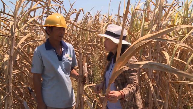 Phú Yên: Nông dân điêu đứng vì mía chết khô ngoài ruộng - 2
