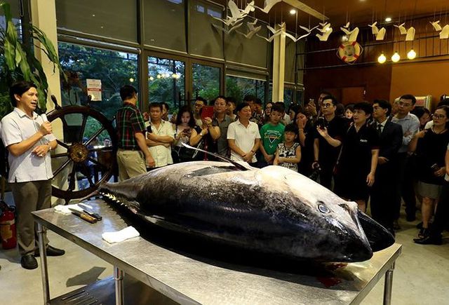 Đầu bếp Hà thành hì hục mổ cá ngừ vây xanh khủng, nặng 200kg - 1