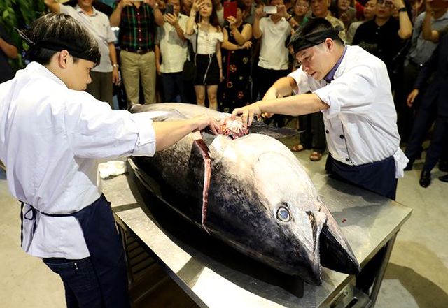 Đầu bếp Hà thành hì hục mổ cá ngừ vây xanh khủng, nặng 200kg - 3