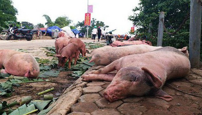 Bộ Công Thương: Doanh nghiệp ngại mua thịt cấp đông vì sợ dân không ăn