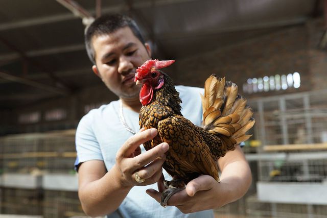 “Choáng” với 5 giống gà quý tộc, giá ngàn đô của đại gia Việt - 2
