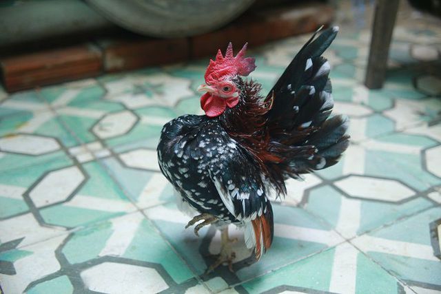 “Choáng” với 5 giống gà quý tộc, giá ngàn đô của đại gia Việt - 9