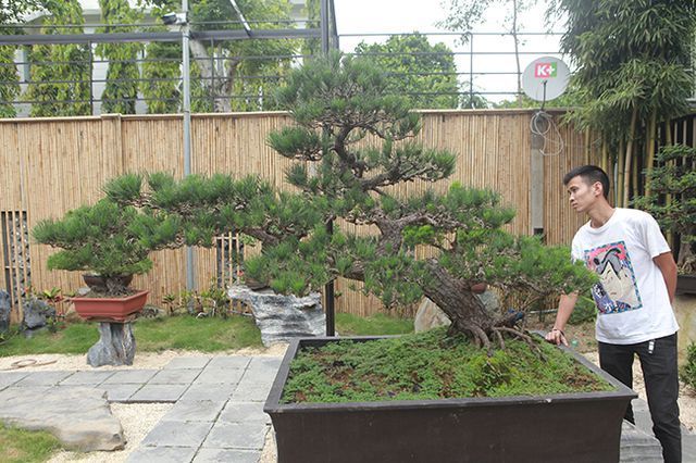 Doanh nhân Việt bỏ tiền tỷ mua bonsai Nhật; Dân thường “sang chảnh” ăn đuôi tôm hùm 3 triệu đồng/kg - 1