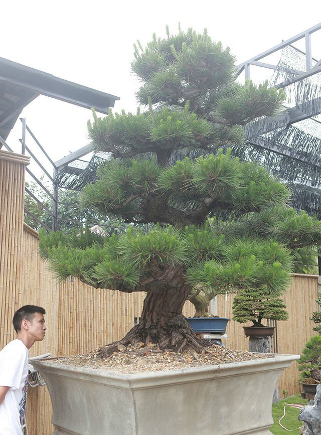 Doanh nhân Việt bỏ tiền tỷ mua bonsai Nhật; Dân thường “sang chảnh” ăn đuôi tôm hùm 3 triệu đồng/kg - 2