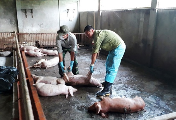 Chính phủ yêu cầu Bộ Công Thương chỉ đạo mua lợn sạch, cấp đông tránh dịch