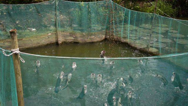 Đàn cá lóc biết “nhảy múa” trên mặt nước ở Cần Thơ, thu về 70 triệu mỗi tháng - 3