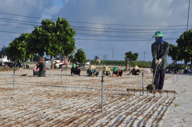 Đảo Lý Sơn: Đất nông nghiệp bị thổi giá gấp 20 - 30 lần - 1