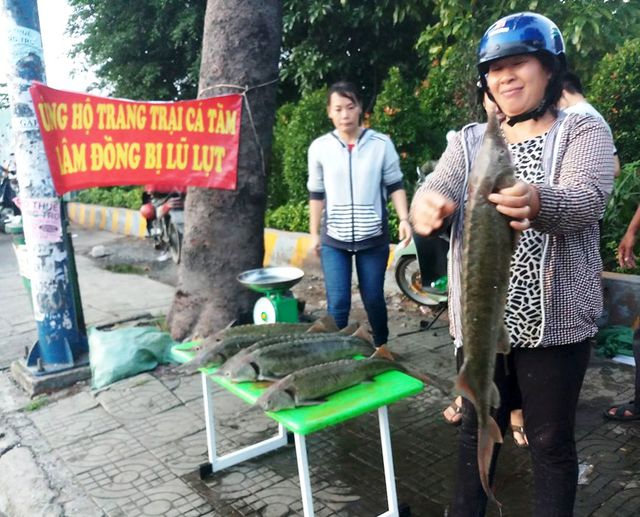 Dân TPHCM “đổ xô” mua cá tầm 100.000 đồng/kg ủng hộ người nuôi cá vùng lũ - 1