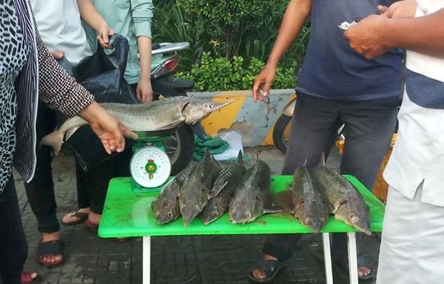 Dân TPHCM “đổ xô” mua cá tầm 100.000 đồng/kg ủng hộ người nuôi cá vùng lũ - 2