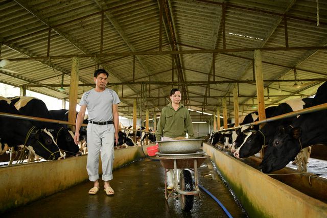 Nông dân Vĩnh Phúc vắt sữa bò kiếm tiền tỷ mỗi năm  - 1
