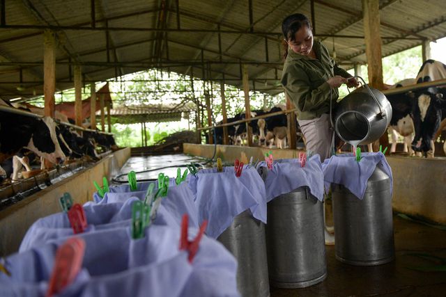 Nông dân Vĩnh Phúc vắt sữa bò kiếm tiền tỷ mỗi năm  - 12
