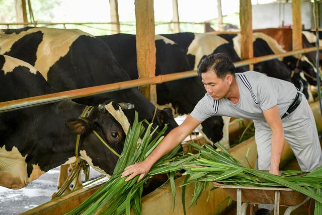 Nông dân Vĩnh Phúc vắt sữa bò kiếm tiền tỷ mỗi năm  - 3