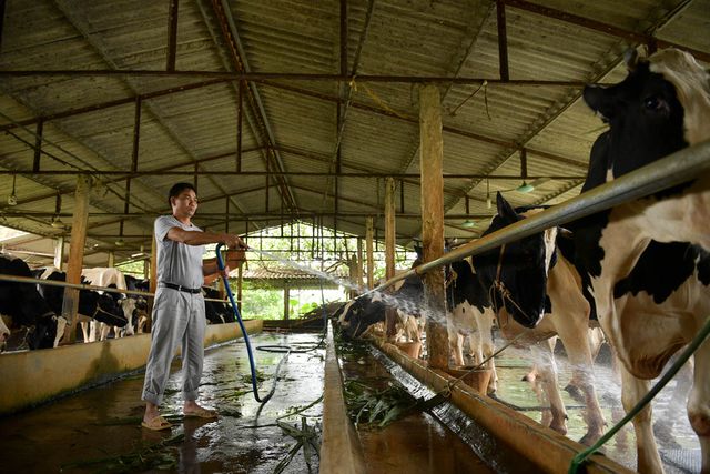 Nông dân Vĩnh Phúc vắt sữa bò kiếm tiền tỷ mỗi năm  - 4