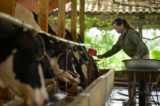 Nông dân Vĩnh Phúc vắt sữa bò kiếm tiền tỷ mỗi năm  - 7